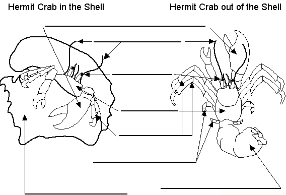 Hermit Crab anatomy diagram to label