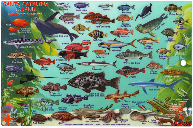 kelp-fishcard5.png