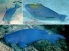 Parrotfish_Blue.mp4