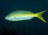 YellowtailSnapper.mp4