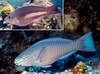 Parrotfish_Rainbow.mpg
