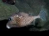 Trunkfish_spotted.mpg