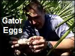 Alligator_Eggs.asx