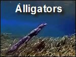 Alligators.asf