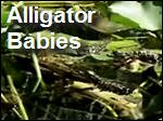 Alligators_Rearing_Babies.asx