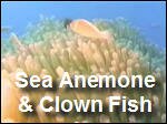 Anemone_and_Clownfish.asf