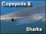 Copepods_and_Sharks.asf