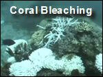 Coral_Bleaching.asf