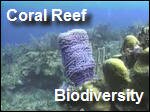 Coral_Reef_Biodiversity.asx