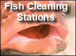 Coral_Reef_Cleaning_Stations.asx