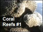Coral_Reefs1.asx