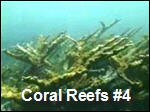 Coral_Reefs4.asx