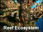 Coral_Reefs___Ecosystems.asf
