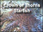 Crown_of_Thorns_Coral.asx
