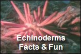 Echinoderm_Facts_and_Fun.mp4