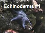 Echinoderms1.asx