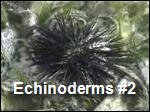 Echinoderms2.asf