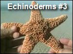 Echinoderms4.asx