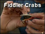 Fiddler_Crabs.mp4