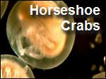 Horseshoe_Crab.mp4