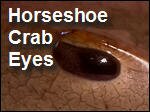Horseshoe_Crab_Eye.asx