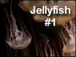 Jellyfish1.mp4