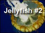 Jellyfish2.asx
