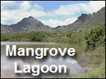 Mangrove_Lagoon__A_Tropical_Estuary.mp4