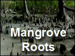 Mangrove_Roots_Breathing_Oxygen_in_a_Salty_World.asx