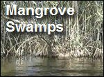 Mangrove_Swamps_Seagrasses.asx