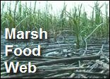 Marsh_Food_Web_.mp4