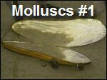 Molluscs1.asf