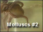 Molluscs2.asx