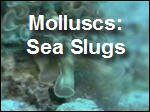 Molluscs2_Slugs.mp4