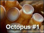 Octopus1.asf