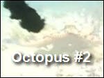 Octopus2.mp4