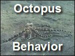 Octopus_Behavior.asf