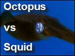 Octopuses_vs_Squids.mp4