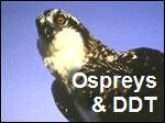 Osprey.mp4