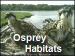 Osprey_Habits.asf