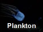 Plankton1.asx