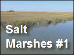 Salt_Marshes1.asf
