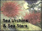 Sea_Urchins_and_Sea_Stars.asf