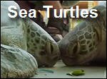 Sea_turtles.asx