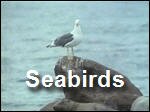 Seabirds.asf