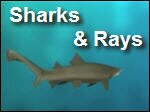 Sharks_and_Rays.asf