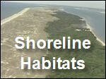 Shoreline_Habitats.mp4