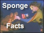 Sponge_Facts_and_Fun.asf
