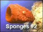 Sponges2.asf