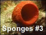 Sponges3.asf